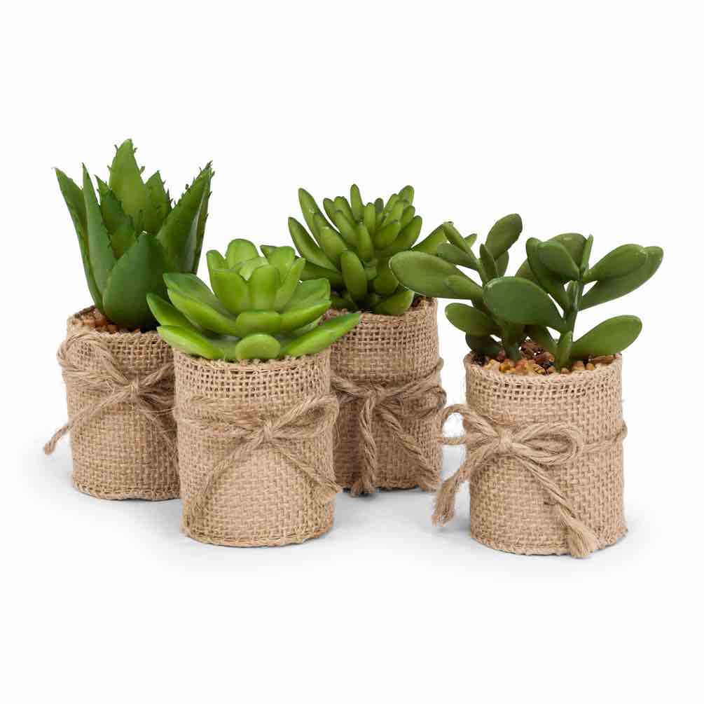 Succulent in Burlap Wrap